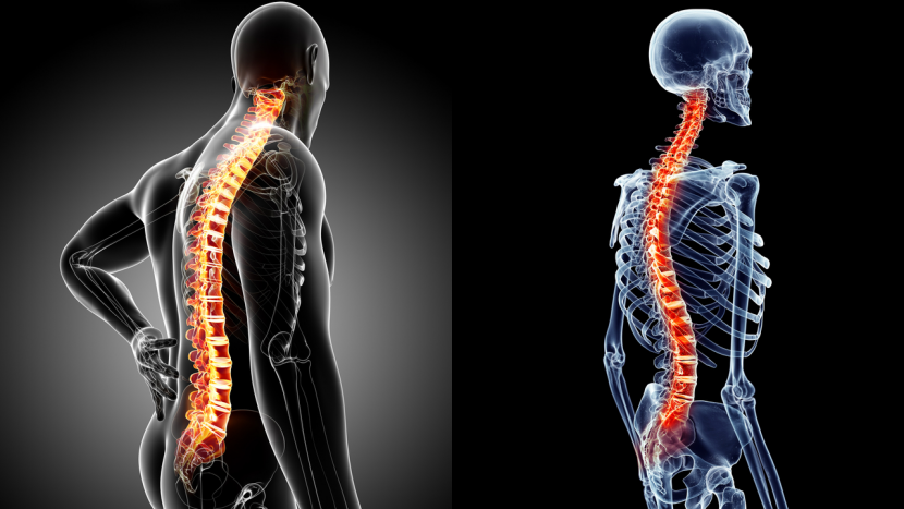 Spinal Curves: What Is The Ideal Shape Of The Spine? - Norwest Chiro