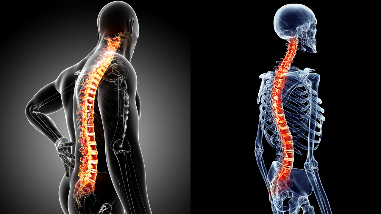 Spinal Curves: What is the ideal shape of the spine?