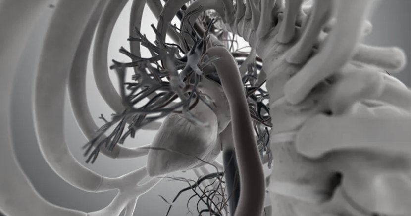 NW Chiro blog - Does Chiropractic care protect the heart